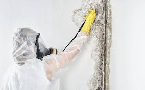 Best Forensic Mold Investigation  in Duenweg, MO